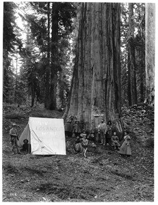 Group of people at base of Los Angeles Big Tree in Mariposa Grove in Yosemite National Park, California