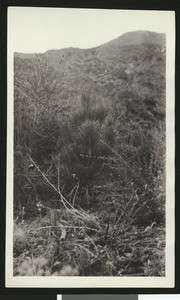 Tree sapling in mountainous terrain