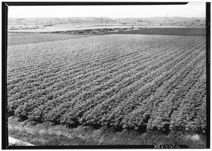 Ideal field of summer celery in the Venice Celery District, just before applying blanching paper, April 12, 1927