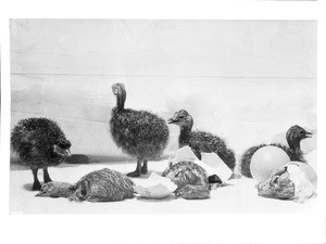 Group of baby ostriches hatching from their eggs, South Pasadena, ca.1900