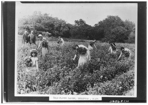 Women picking from a wild flower garden in Inglewood