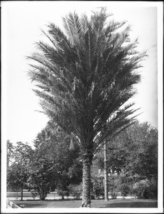 Phoenix palm tree growing in a grassy lawn on Figueroa Street, ca.1920