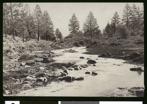 Creek scene in the Coldwater Canyon of the San Bernardino Mountains, ca.1900