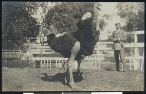 Ostrich at an Ostrich Farm in California, ca.1900