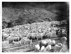 Large herd of Angora goats in a field near Moenave, close to Tuba City, Arizona, ca.1900