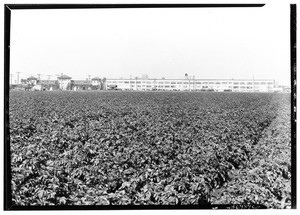 Union Stockyards and Produce Terminal in the Central Manufacturing District, showing a potato field, May, 1930