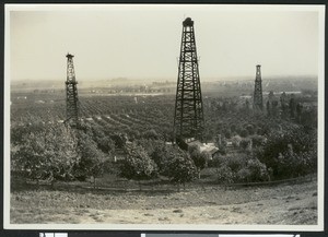 Three wooden oil derricks in an unidentified orange grove, possibly Ranch Montebello, ca.1920