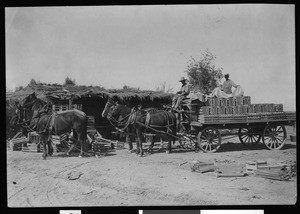 Cantaloupe being hauled at Brawley, ca.1910