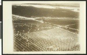 Aerial view of flooding in citrus groves, ca.1930