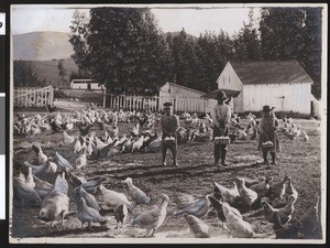 Three children in a Sonoma County chicken ranch