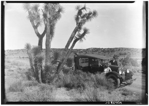 People looking at a joshua tree near a parked automobile