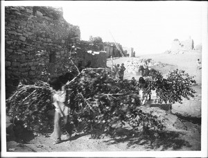 Bringing green boughs for the Snake Kisi for the Hopi Snake Dance Ceremony at Mishongnovi, ca.1900