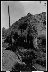 View of Palm Canyon near Palm Springs, ca.1900