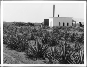 Maguey (Aguave) Plantation, Aranguez, Guaymas, Mexico, ca.1905