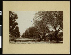 Residential street in Rialto, ca.1907