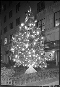 Christmas tree outside the Security Trust and Savings Bank, Los Angeles