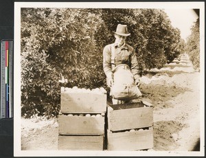 Worker loading boxes with fruit, ca.1900