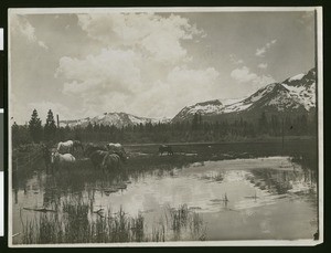 Horses on Tallac Meadows at Lake Tahoe, ca.1910