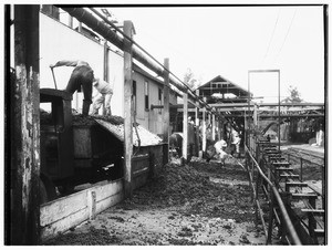 Male workers managing grapes while wearing rain boots