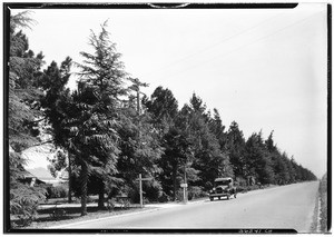 Deodars on Sherman Way near Van Nuys Western Air Express, July 13, 1928