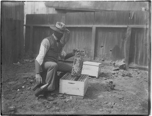 Beekeeper handling swarm of bees, Los Angeles, ca.1925