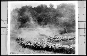 A man tending a flock of sheep on the Rancho San Rafael, Glendale, California, ca.1882