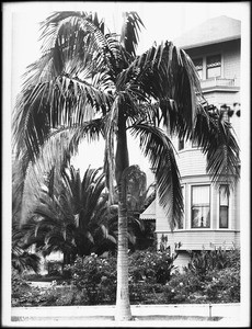 Seaforchia Elygans palm tree growing in the grassy median between the sidewalk and the street in front of a residence, ca.1920