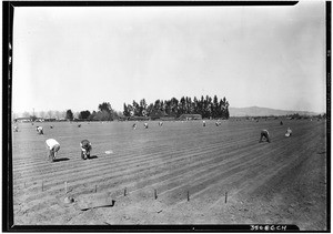 Mexicans planting onions on the Petit Ranch, in the San Fernando Valley near Van Nuys, February 3, 1930