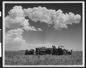 Beet digger truck loading sugar beets into a truck in Imperial Valley, ca.1950