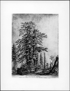Drawing by Vischer of a redwood grove in the Santa Cruz Mountains, 1863