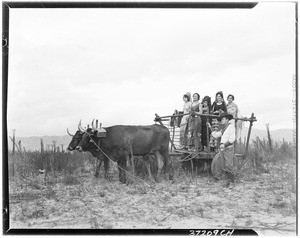 Several women and a cowboy with a oxen-drawn wagon at La Fiesta de Los Angeles, ca.1920