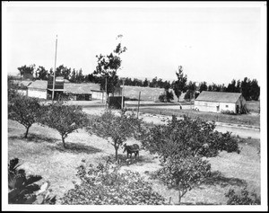 Stuart's Orchard on Washington Boulevard and the corner of Western Avenue, Los Angeles, ca.1899