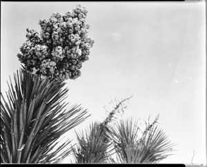 Yucca blossom in Joshua Tree, California