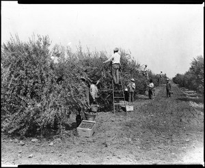 Men picking prunes from the ground and from ladders in the San Fernando Valley