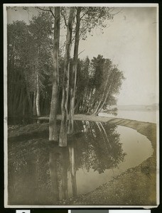 Aspen trees reflected in water at Lake Tahoe, ca.1910