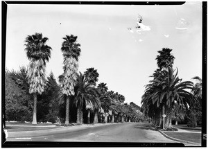 Beverly Hills street lined with palms, June 1, 1929