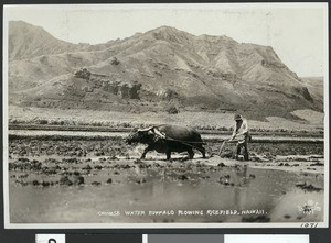 Chinese water buffalo plowing ricefield, Hawaii, June 1928