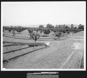 New citrus orchard, ca.1910