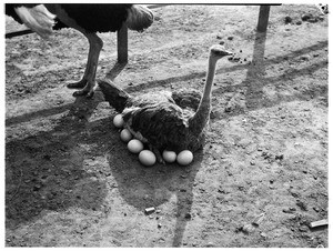 Ostrich sitting on eggs at Lincoln Park