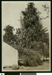 Unidentified building in San Bernadino, ca.1900