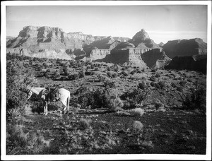 Horse standing on Grand View Plateau, Grand Canyon, ca.1900-1930