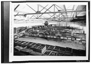 Field boxes of oranges stacked in a packing house, 1928