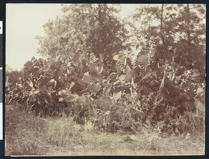 Large prickly-pear cactus bush with fruit