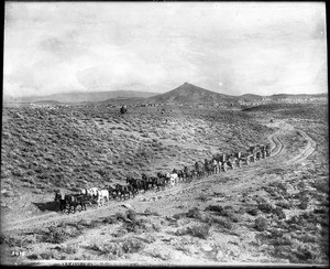 A long stagecoach traveling down an unpaved dirt road towards the mines, Goldfield, Nevada, ca.1905