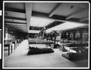 Interior view of the Los Angeles Museum of Natural History, ca.1920