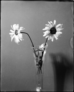 Two Shasta daises in a narrow glass vase