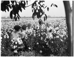 Four women and a young girl in a sunflower field