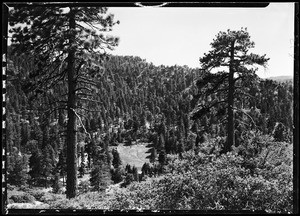 Pine trees, showing dense forest in background, Big Pines