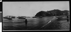 View of Big Ben, a tame seal, in the water of Avalon Harbor, ca.1905