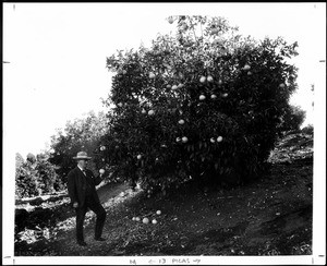 A man picking a grapefruit from a grapefruit tree, Redlands, California, ca.1910